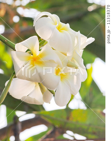 tropical flowers 11318370