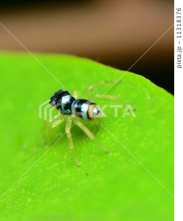 glitter spider 11318376