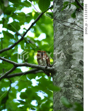 コノハズク赤色型 コノハズク赤色型 11318566