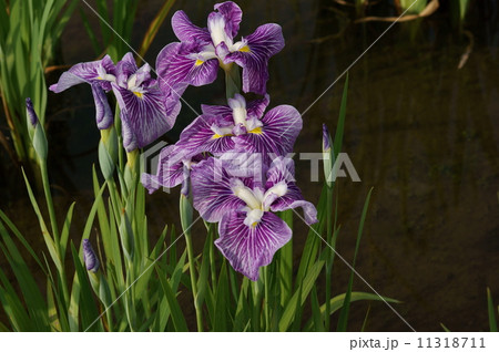 江戸系花菖蒲　花菖蒲　乙若丸　おとわかまる 11318711
