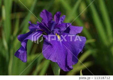 江戸系花菖蒲　花菖蒲　峰紫　みねむらさき　ハナショウブ　はなしょうぶ　Iris ensata Thunb. var. ensata 11318712