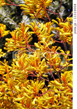 カンガルーポーの花　 11319008