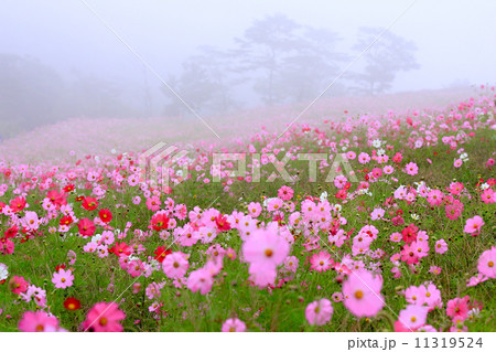 霧の秋桜 11319524