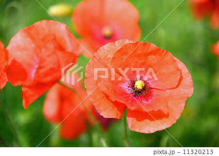 赤いポピー 11320213