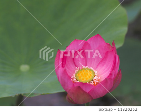 蓮の花０１ 11320252