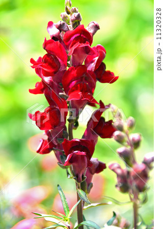 金魚草 金魚草 11320328