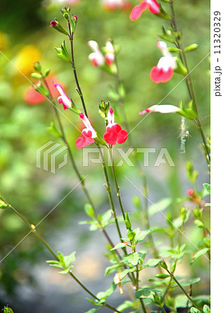 チェリーセージ チェリーセージ 11320329