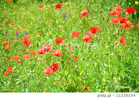 赤いポピー 11320334