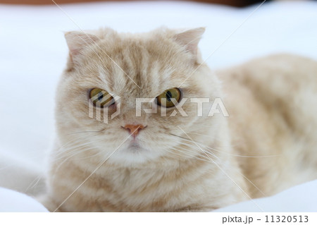 まっすぐ見つめる猫 まっすぐ見つめる猫 11320513