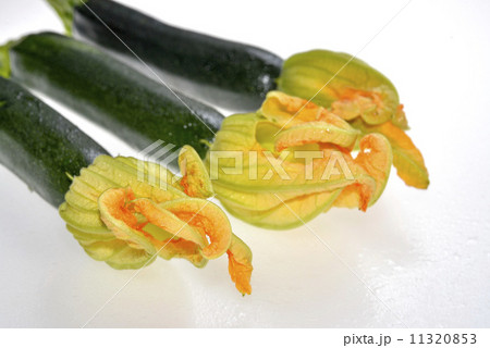 ズッキーニ 11320853