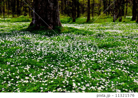 徳澤のニリンソウ 徳澤のニリンソウ 11321576