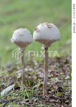 マントカラカサタケ マントカラカサタケ 11321806