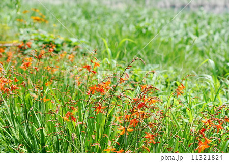 7月花　ヒオウギズイセン・アヤメ科19 11321824