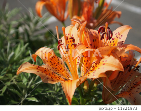 スカシユリ 11321873