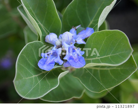 ハマゴウ ハマゴウ 11321897