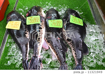 大阪ミナミの黒門市場で売っている超高級魚、ふぐ 11321949