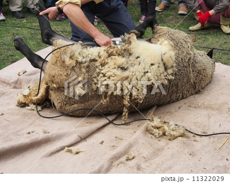 羊の毛刈り 11322029