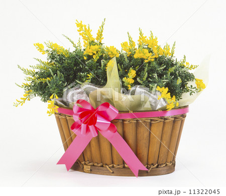 エニシダ 11322045