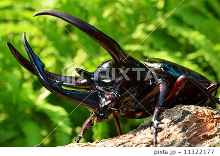 コーカサスオオカブト森の樹木の上でアップ 11322177