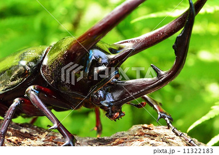 コーカサスオオカブト森の樹木の上でアップ 11322183