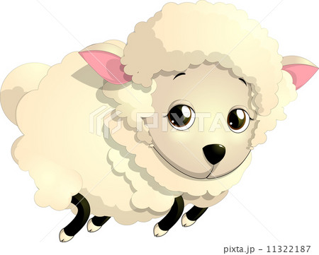 sheep 11322187