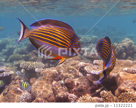 魚 魚 11322221