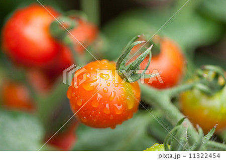 ミニトマト ミニトマト 11322454