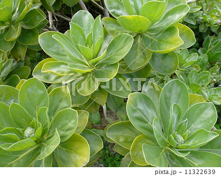 モンパノキ モンパノキ 11322639