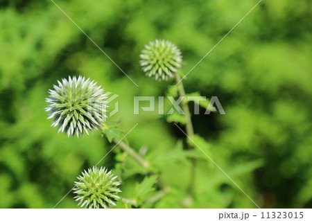 ルリタマアザミ 11323015