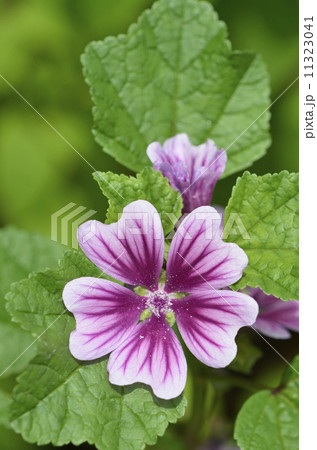 ゼニアオイ（銭葵） 11323041