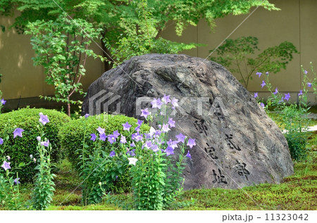 廬山寺　源氏庭の桔梗 11323042