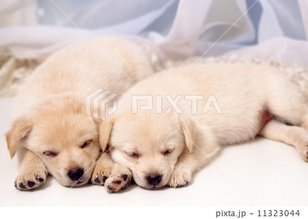 かわいい子犬の写真素材 [11323044] - PIXTA