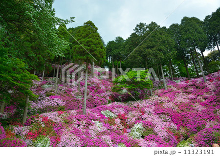 大興善寺(つつじ寺) 大興善寺(つつじ寺) 11323191