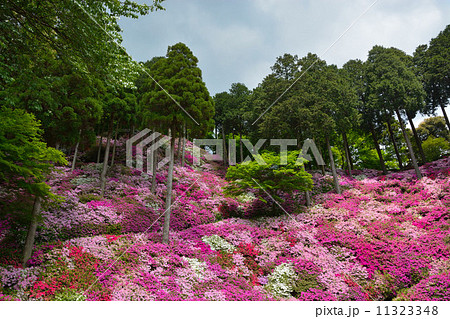 大興善寺(つつじ寺) 大興善寺(つつじ寺) 11323348