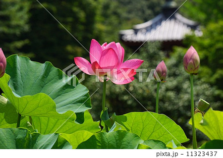 三室戸寺のハスの花 11323437