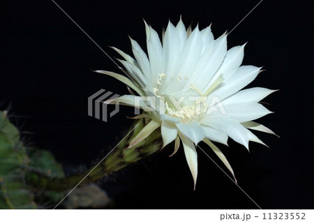 サボテンの花 11323552