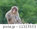 ニホンザル 11323553