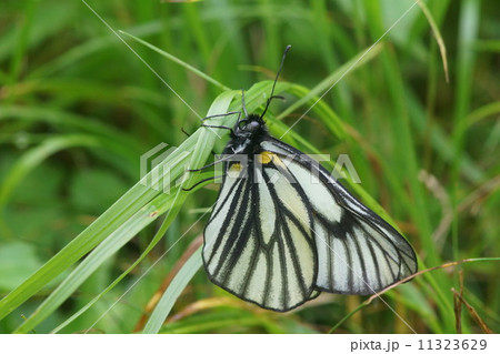 羽化直後のミヤマシロチョウ 11323629