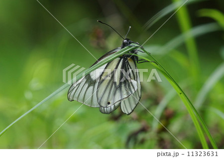 羽化直後のミヤマシロチョウ 羽化直後のミヤマシロチョウ 11323631