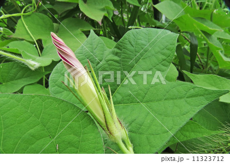朝顔の蕾 11323712