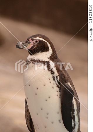 フンボルトペンギン29 11323816