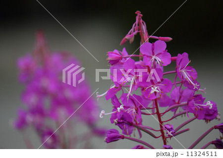 ヤナギラン(柳蘭) ヤナギラン(柳蘭) 11324511