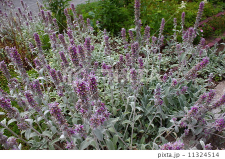 枯れかけたウツボグサ 枯れかけたウツボグサ 11324514