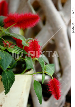 キャットテール 11324606