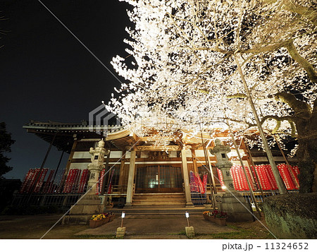 夜桜 11324652