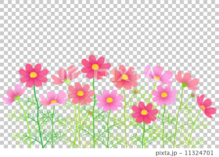 コスモス畑のイラスト素材