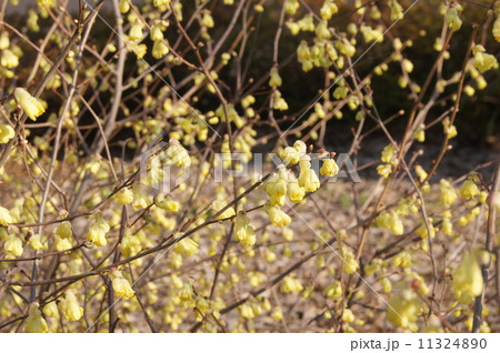 ヒュウガミズキ:日向水木 ヒュウガミズキ:日向水木 11324890