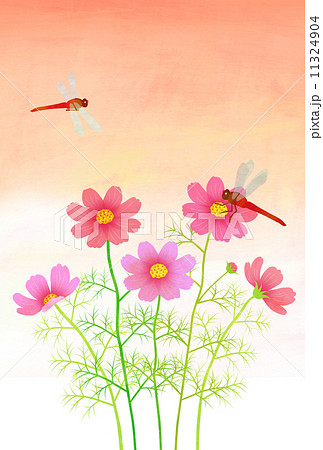 夕焼けと赤とんぼ 11324904