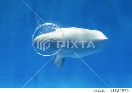 白イルカ 11324970