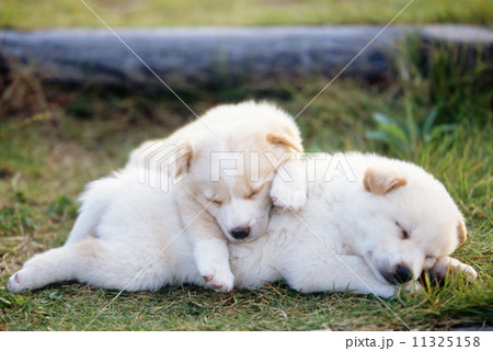 かわいい子犬 11325158